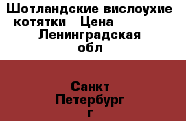 Шотландские вислоухие котятки › Цена ­ 10 000 - Ленинградская обл., Санкт-Петербург г. Животные и растения » Кошки   . Ленинградская обл.